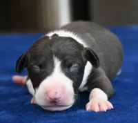 Tango, a male Italian Greyhound for sale in Kingston, OK – 2 of 5