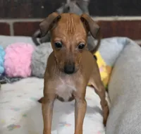 Sandi, a female Italian Greyhound for sale in Kingston, OK – 1 of 10