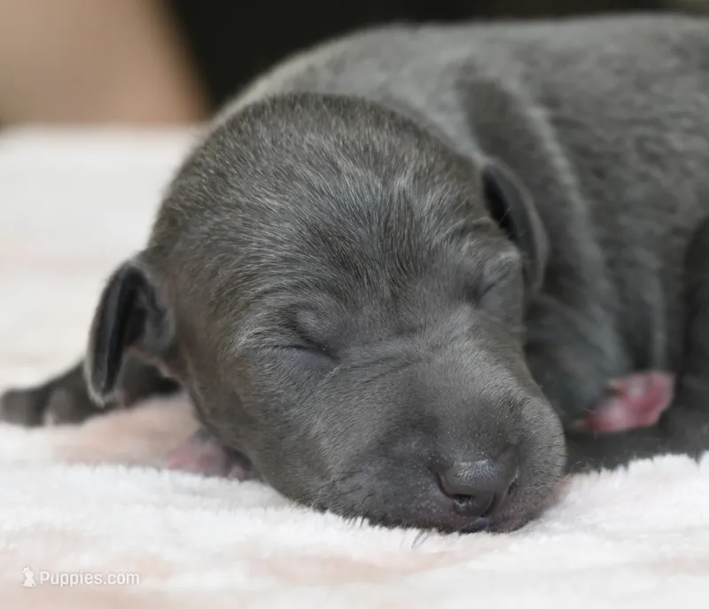 Quincy – Italian Greyhound puppy for sale in Kingston, OK
