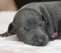 Quincy, a female Italian Greyhound for sale in Kingston, OK – 1 of 6