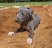 Quartz, a male Italian Greyhound for sale in Kingston, OK – 2 of 8