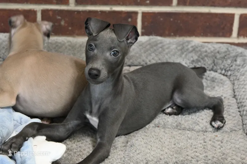 Brio – Italian Greyhound puppy for sale in Kingston, OK