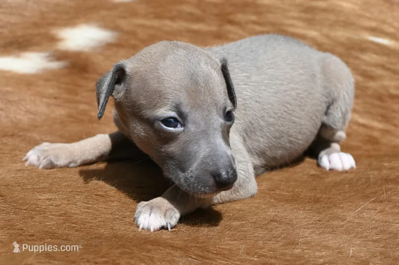 Jane – Italian Greyhound puppy for sale in Kingston, OK