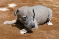 Jane, a female Italian Greyhound for sale in Kingston, OK – 3 of 10