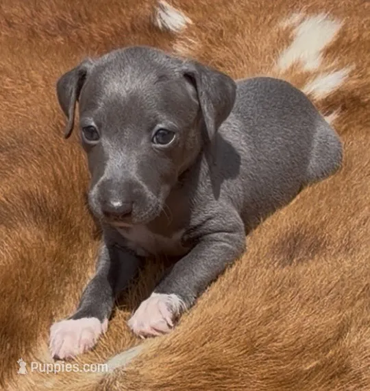 Quartz – Italian Greyhound puppy for sale in Kingston, OK
