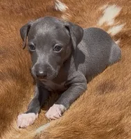 Quartz, a male Italian Greyhound for sale in Kingston, OK – 1 of 8