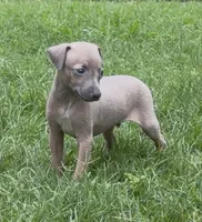 Jersey, a male Italian Greyhound for sale in Kingston, OK – 4 of 10