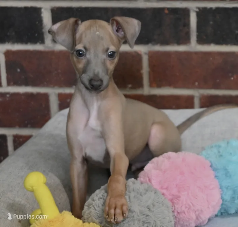 Jersey – Italian Greyhound puppy for sale in Kingston, OK