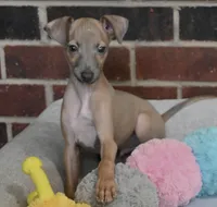 Jersey, a male Italian Greyhound for sale in Kingston, OK – 1 of 10
