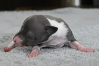 Tracer, a male Italian Greyhound for sale in Kingston, OK – 3 of 5