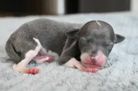 Tracer, a male Italian Greyhound for sale in Kingston, OK – 5 of 5