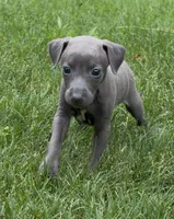 June, a female Italian Greyhound for sale in Kingston, OK – 4 of 9