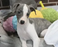 Kiwi, a female Whippet for sale in Kingston, OK – 4 of 10