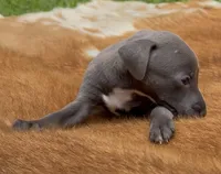 Taz, a male Italian Greyhound for sale in Kingston, OK – 2 of 10