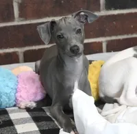 Maynard, a male Italian Greyhound for sale in Kingston, OK – 3 of 10