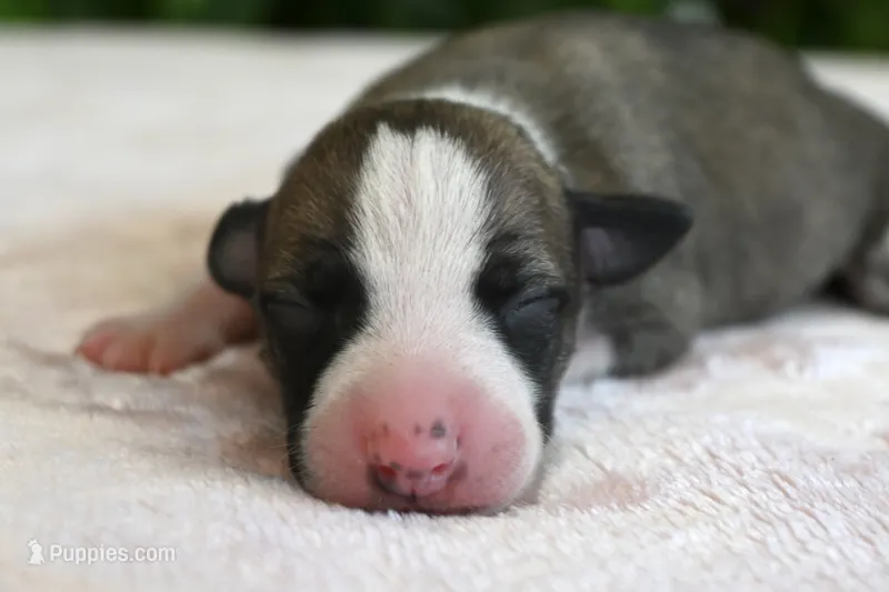 Kit – Whippet puppy for sale in Kingston, OK