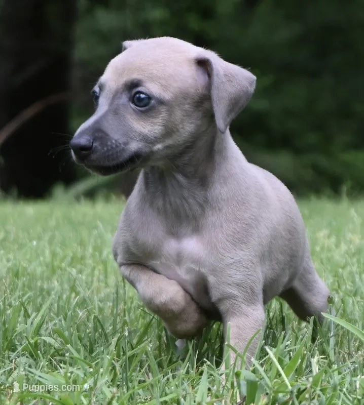 Bennett – Italian Greyhound puppy for sale in Kingston, OK