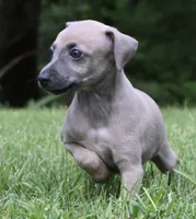 Bennett, a male Italian Greyhound for sale in Kingston, OK – 1 of 10