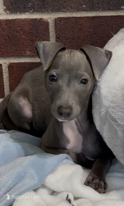 Taz – Italian Greyhound puppy for sale in Kingston, OK