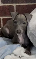 Taz, a male Italian Greyhound for sale in Kingston, OK – 1 of 9