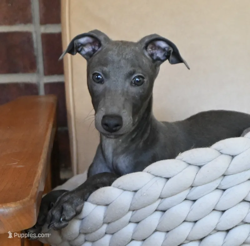 Brio – Italian Greyhound puppy for sale in Kingston, OK