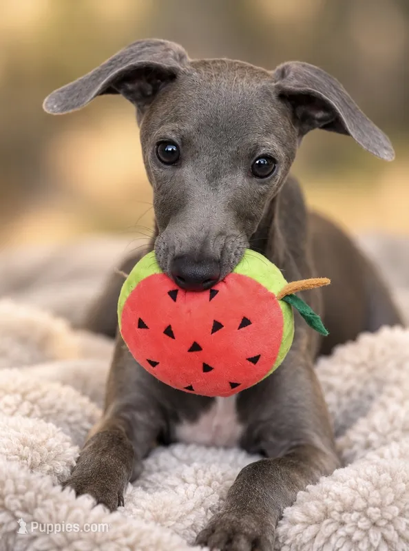 Taz – Italian Greyhound puppy for sale in Kingston, OK