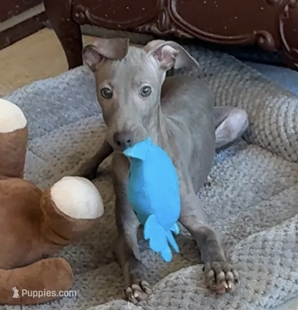 Taz – Italian Greyhound puppy for sale in Kingston, OK