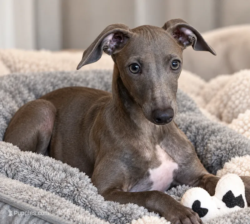 Blizzy – Italian Greyhound puppy for sale in Kingston, OK