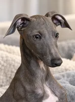 Blizzy, a male Italian Greyhound for sale in Kingston, OK – 2 of 10