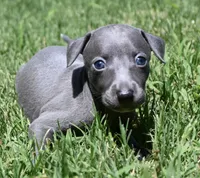 Maple, a female Italian Greyhound for sale in Kingston, OK – 4 of 10