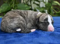 Kenny, a male Whippet for sale in Kingston, OK – 3 of 5