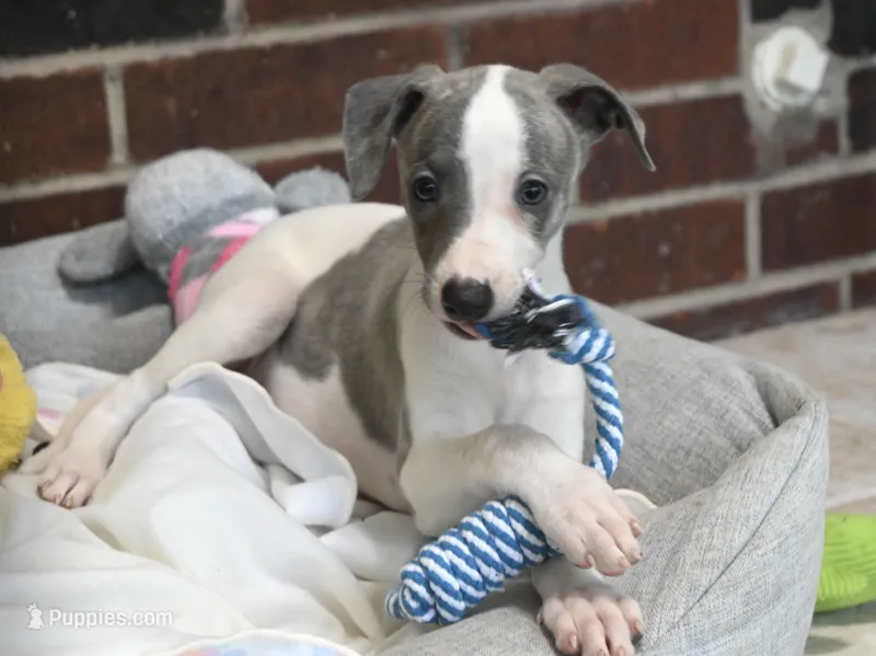 Kiwi – Whippet puppy for sale in Kingston, OK