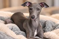 Maynard, a male Italian Greyhound for sale in Kingston, OK – 3 of 10