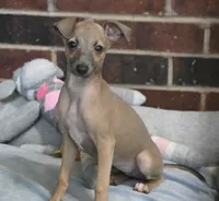 June, a female Italian Greyhound for sale in Kingston, OK – 1 of 10