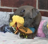 Blizzy, a male Italian Greyhound for sale in Kingston, OK – 2 of 10