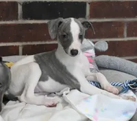 Kiwi, a female Whippet for sale in Kingston, OK – 3 of 10