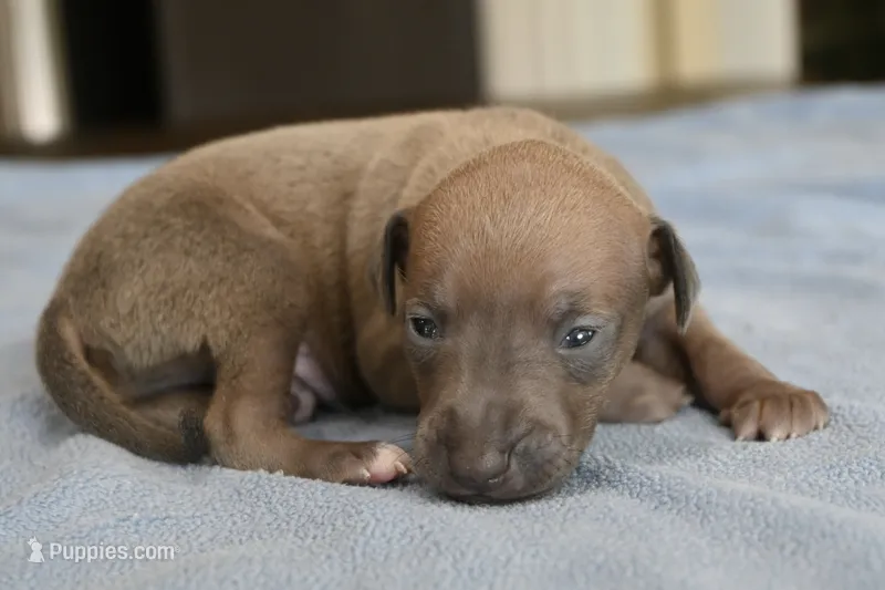 Jaxx – Italian Greyhound puppy for sale in Kingston, OK