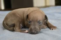 Jaxx, a male Italian Greyhound for sale in Kingston, OK – 7 of 10