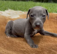 Taz, a male Italian Greyhound for sale in Kingston, OK – 3 of 10