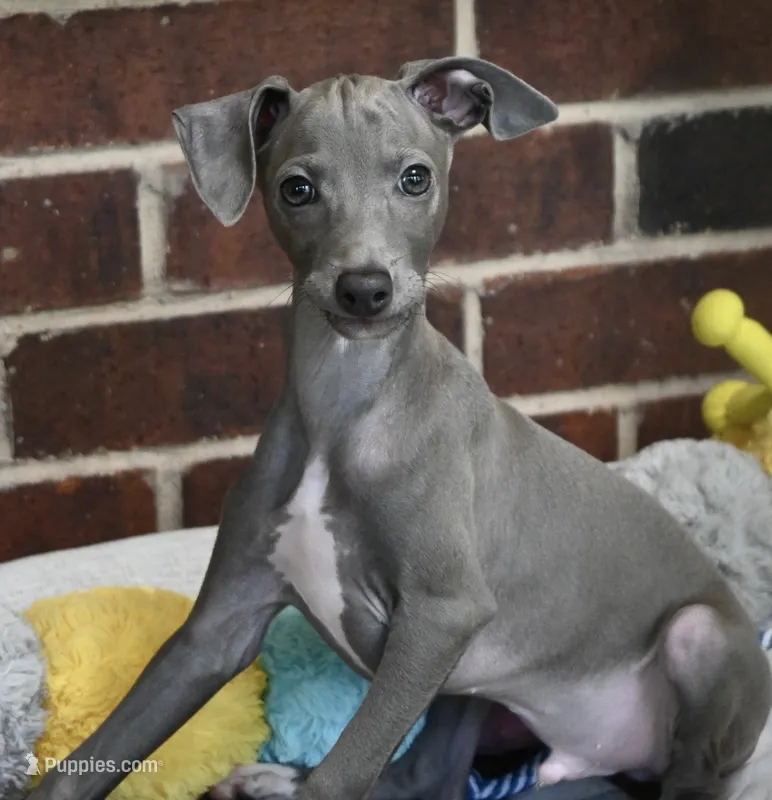 Maynard – Italian Greyhound puppy for sale in Kingston, OK