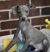 Maynard, a male Italian Greyhound for sale in Kingston, OK – 1 of 10