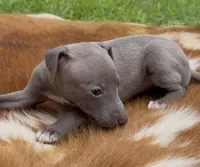 Hailie, a female Italian Greyhound for sale in Kingston, OK – 3 of 10