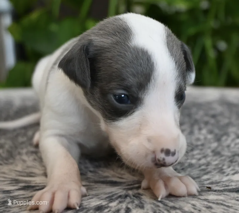 Sienna – Whippet puppy for sale in Kingston, OK