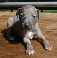 Jersey, a male Italian Greyhound for sale in Kingston, OK – 6 of 10