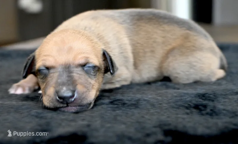 Driz – Italian Greyhound puppy for sale in Kingston, OK
