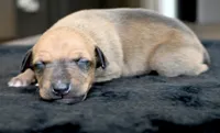 Driz, a female Italian Greyhound for sale in Kingston, OK – 1 of 5