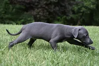 Brio, a male Italian Greyhound for sale in Kingston, OK – 4 of 10