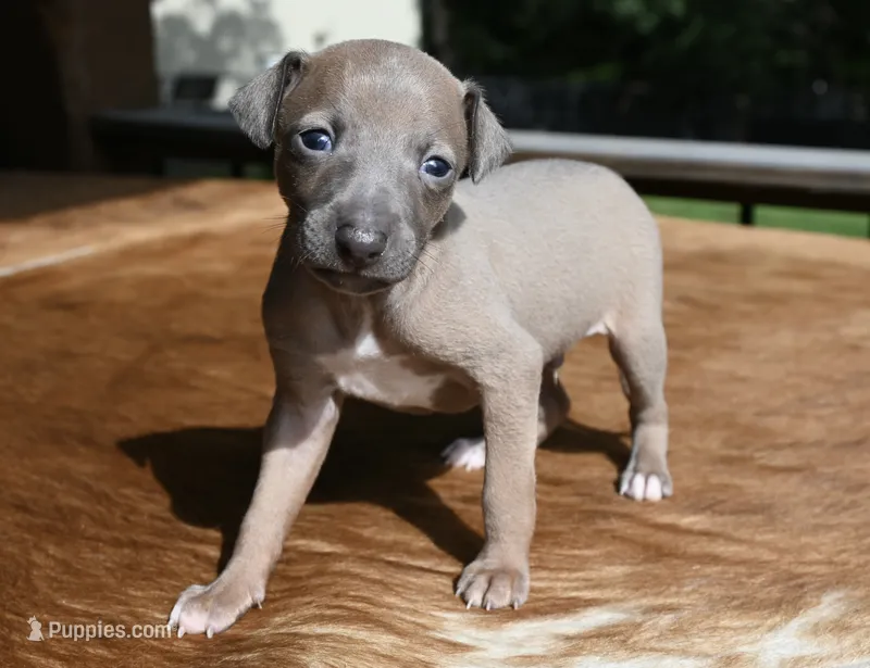 Jersey – Italian Greyhound puppy for sale in Kingston, OK