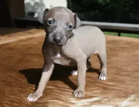 Jersey, a male Italian Greyhound for sale in Kingston, OK – 5 of 10
