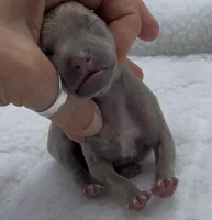 Jasper, a male Italian Greyhound for sale in Kingston, OK – 6 of 6